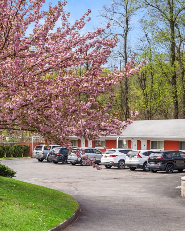 A row of single-story red and white buildings beside a parking lot, with a flowering pink tree in the foreground and green grass on the left.