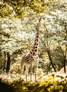 Ardsley Acres Hotel Court